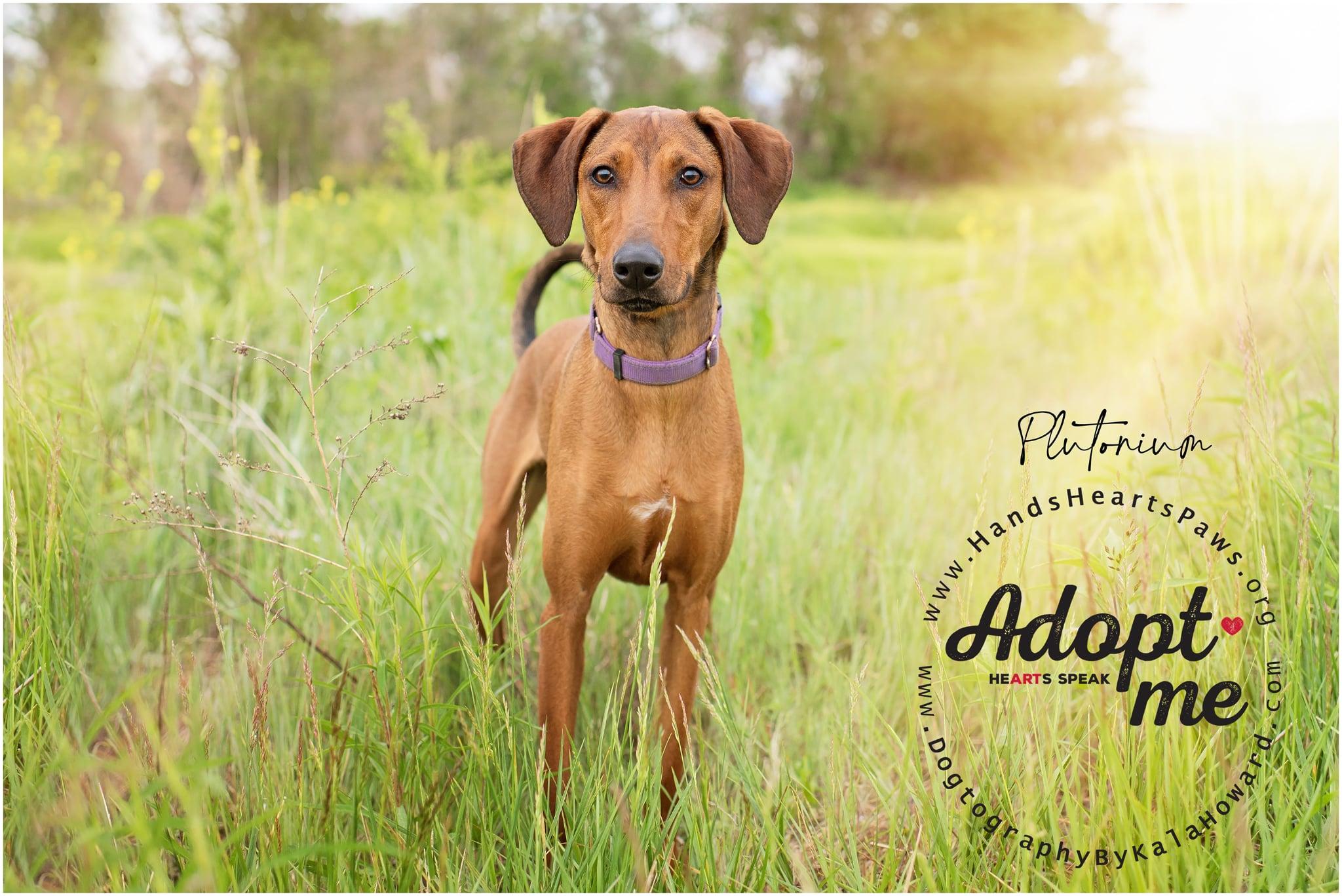 Plutonium, a Adoptable mixed breed in Omaha, NE image 4/6