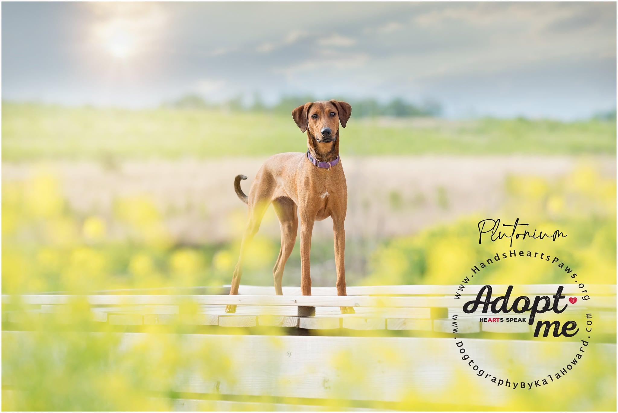 Plutonium, Adoptable, Young Female Doberman Pinscher & American Foxhound.