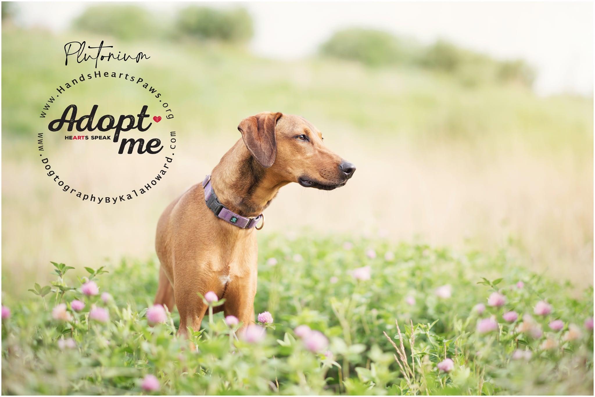 Plutonium, a Adoptable mixed breed in Omaha, NE image 6/6