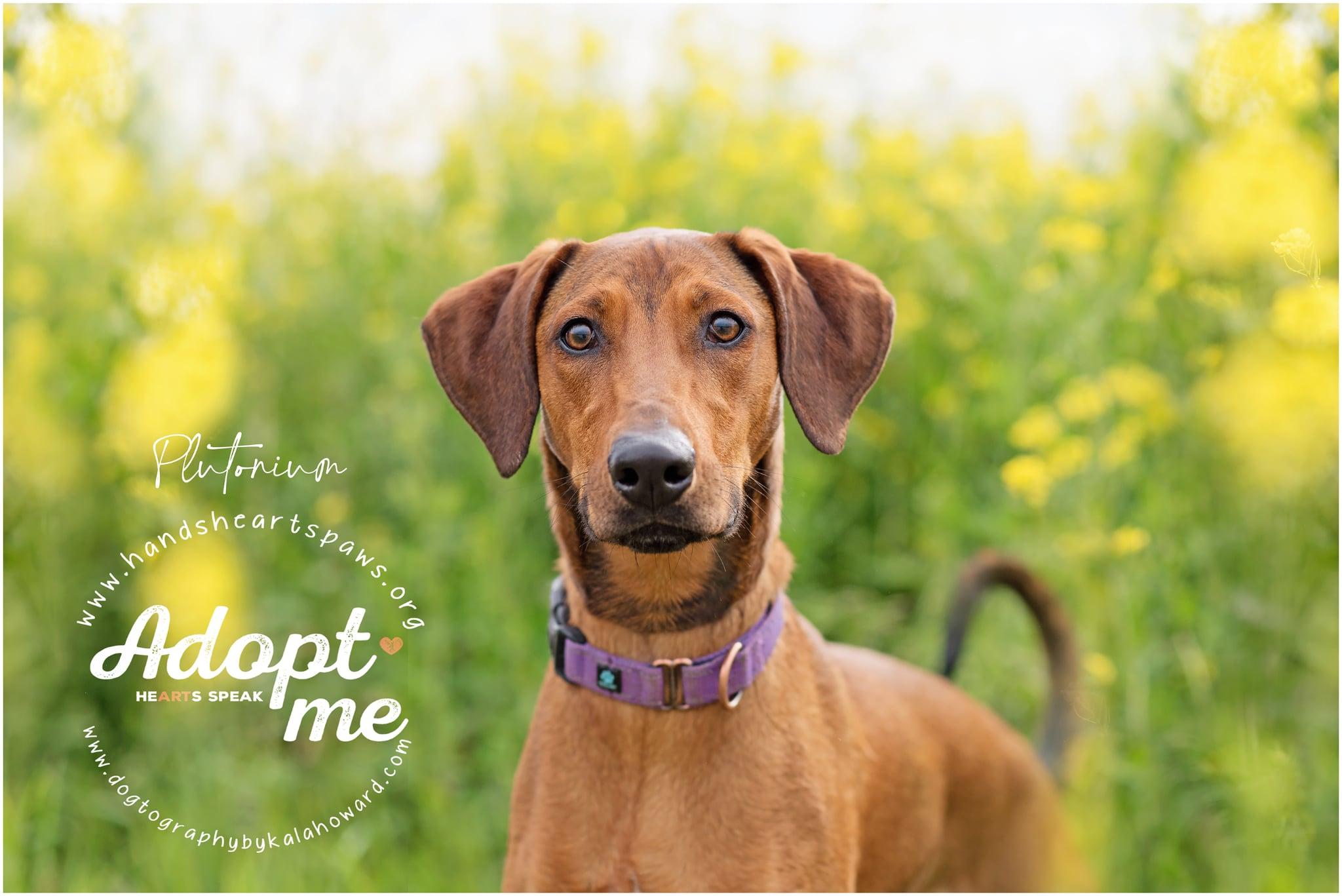 Plutonium, a Adoptable mixed breed in Omaha, NE image 2/6