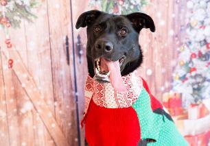 Enlarge Dru, a Adoptable Mixed Breed in Carrollton, TX image 1/3