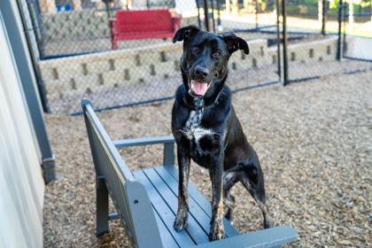 Enlarge Dru, a Adoptable Mixed Breed in Carrollton, TX image 2/3