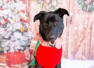 Enlarge Dru, a Adoptable Mixed Breed in Carrollton, TX image 3/3