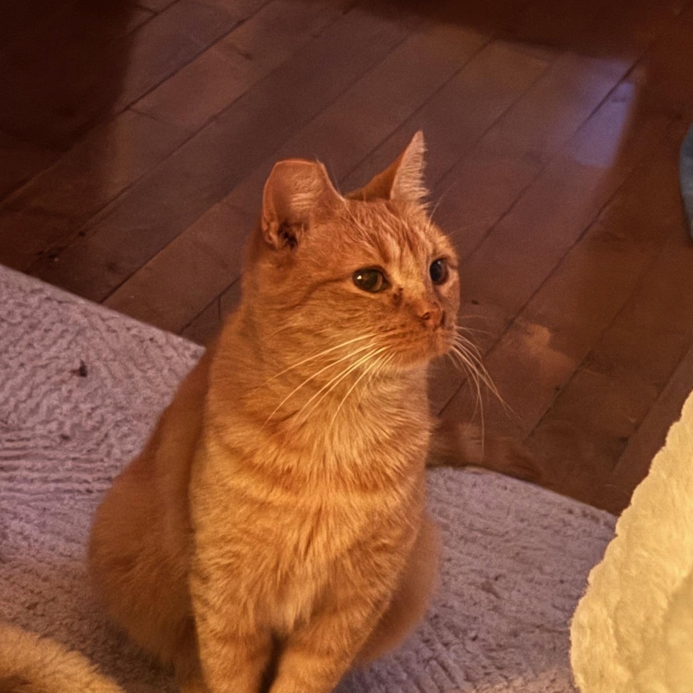 Penelope Aka Penny thumbnail 6