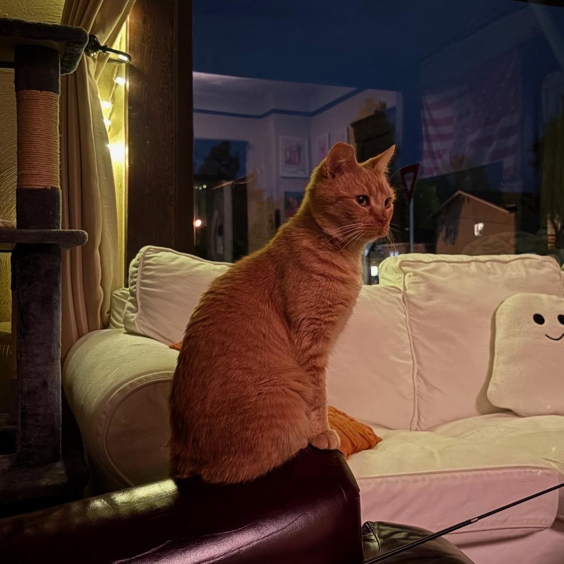 Penelope Aka Penny thumbnail 5