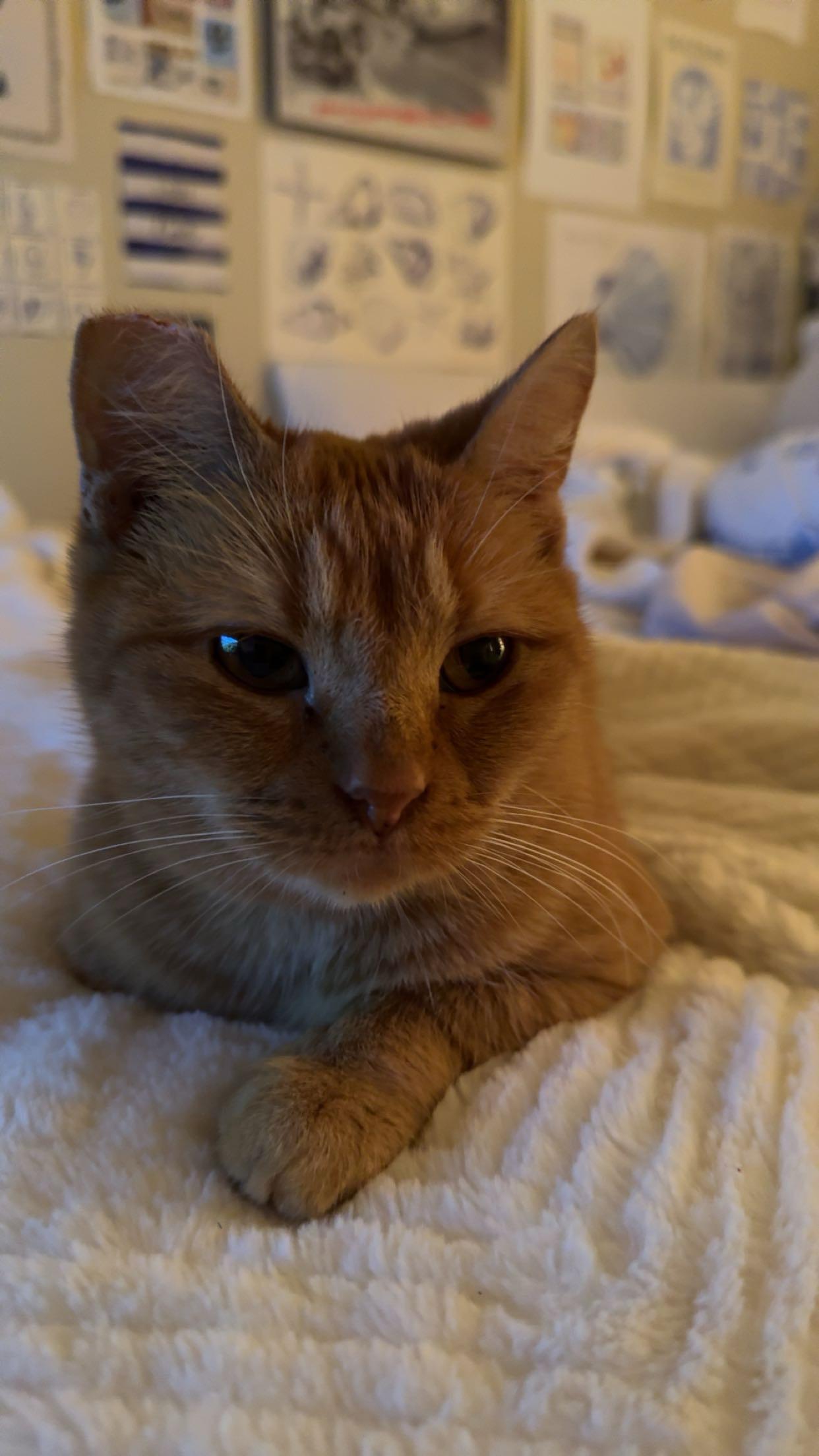 Penelope Aka Penny thumbnail 3