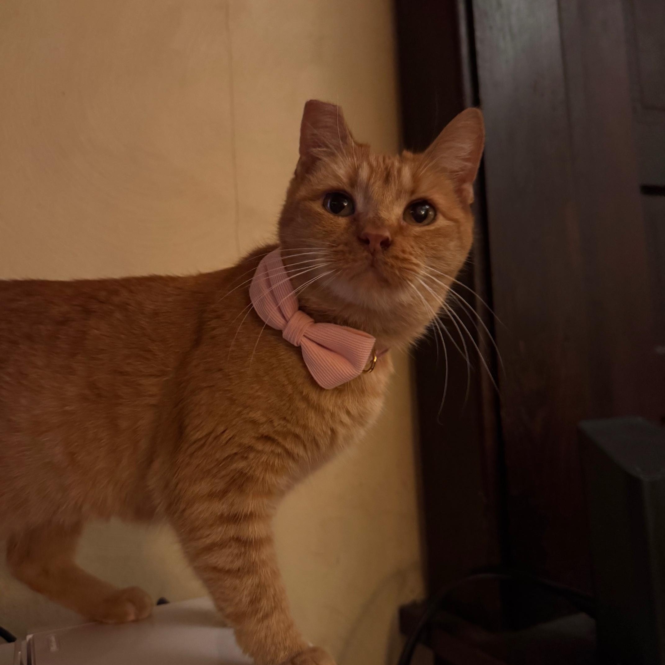 Penelope Aka Penny thumbnail 4