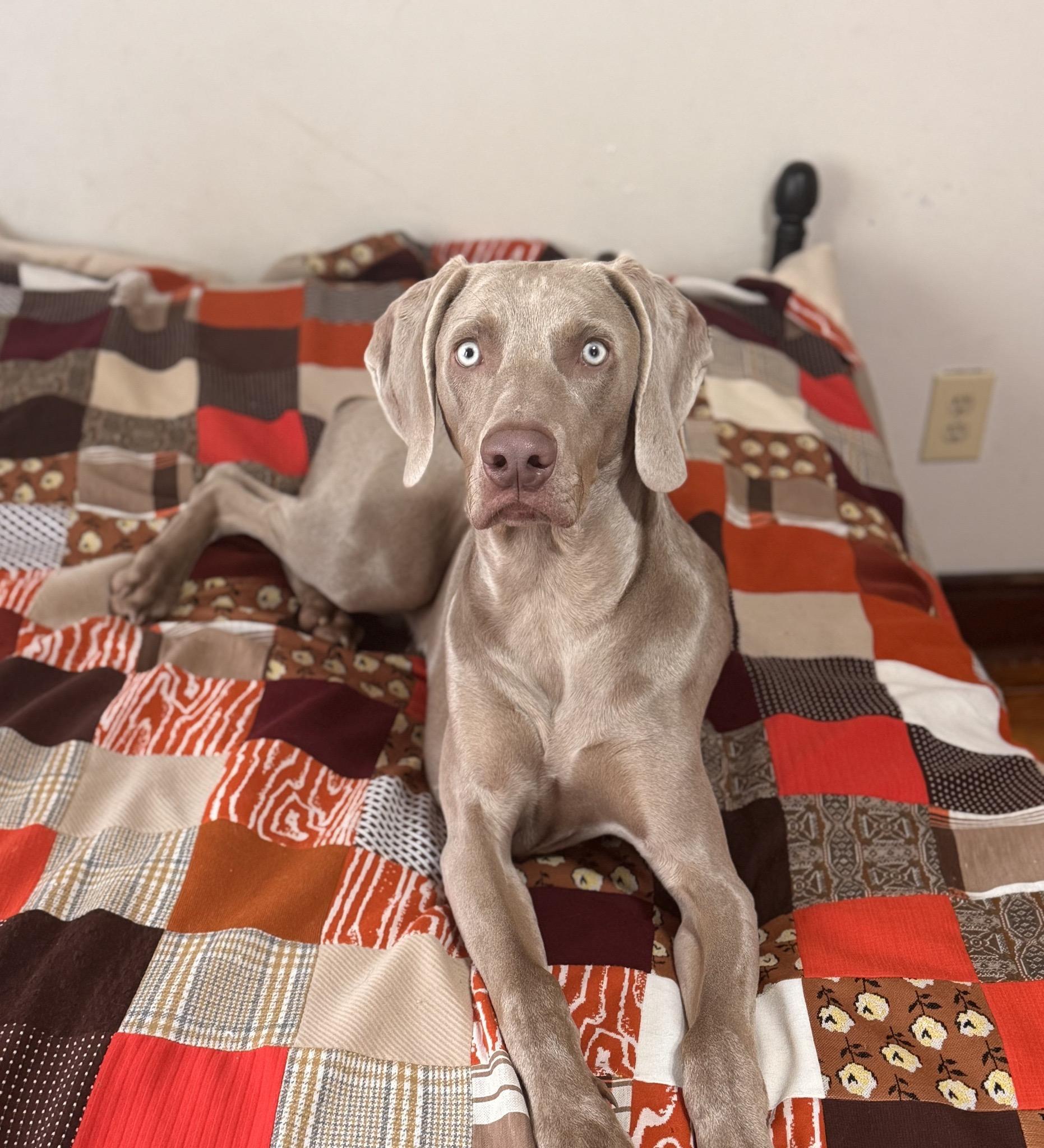 Dodge, Adopted, Adult Male Weimaraner.