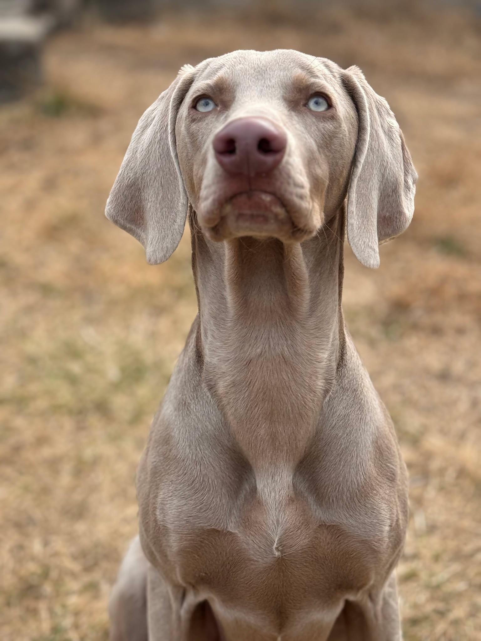 Enlarge Dodge, a Adopted Weimaraner in Springfield, MO image 2/3