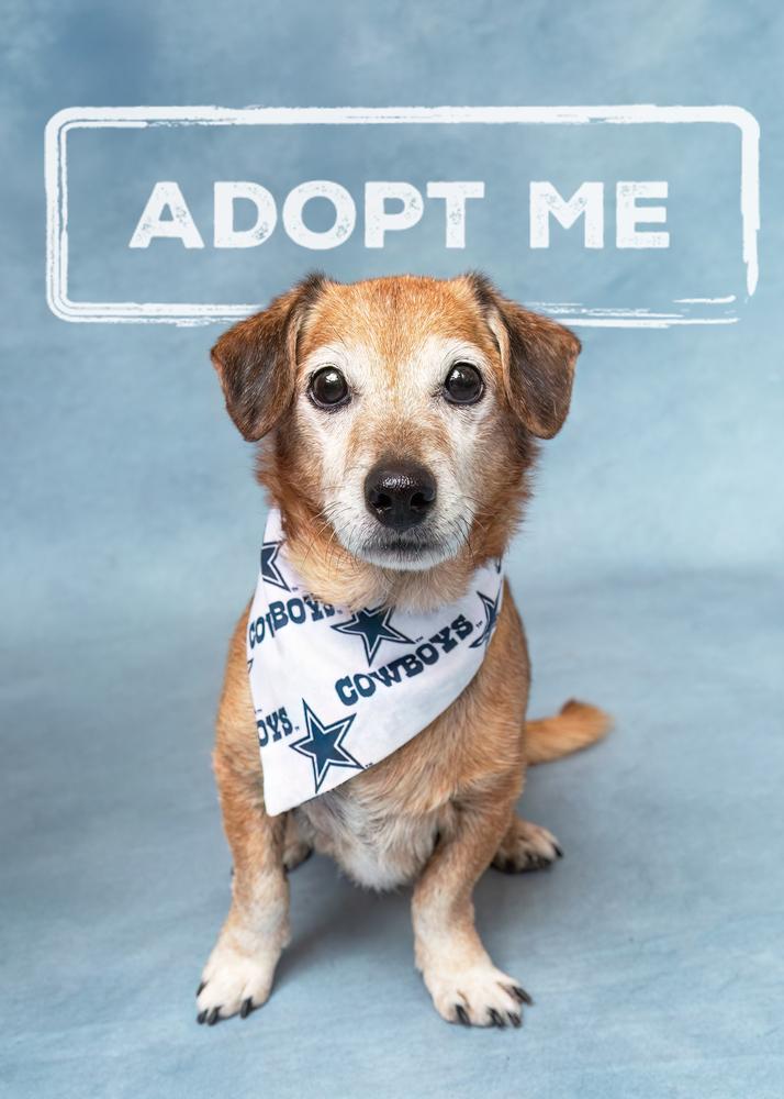 Rocket, Adoptable, Senior Male Dachshund.