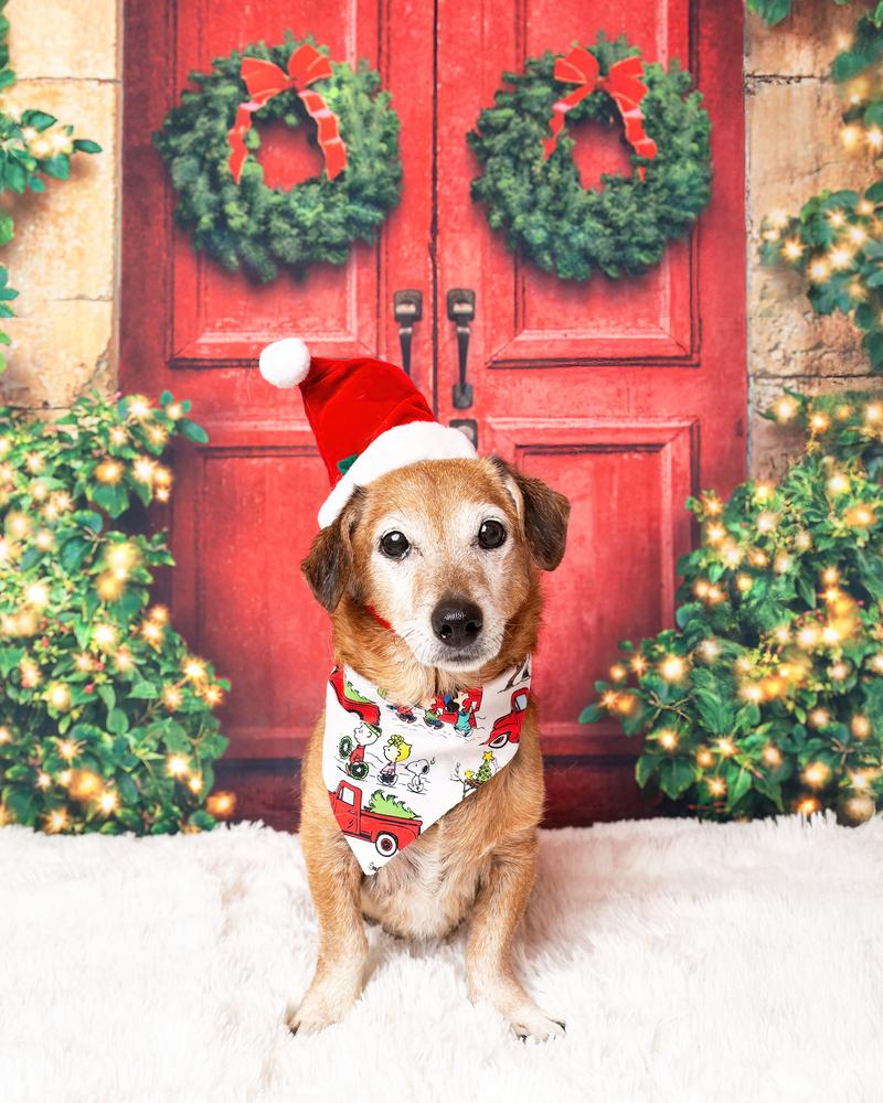 Rocket, a Adoptable mixed breed in Frisco, TX image 2/6