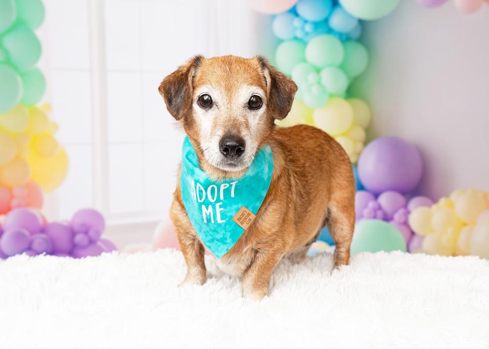 Rocket, a Adoptable mixed breed in Frisco, TX image 3/6