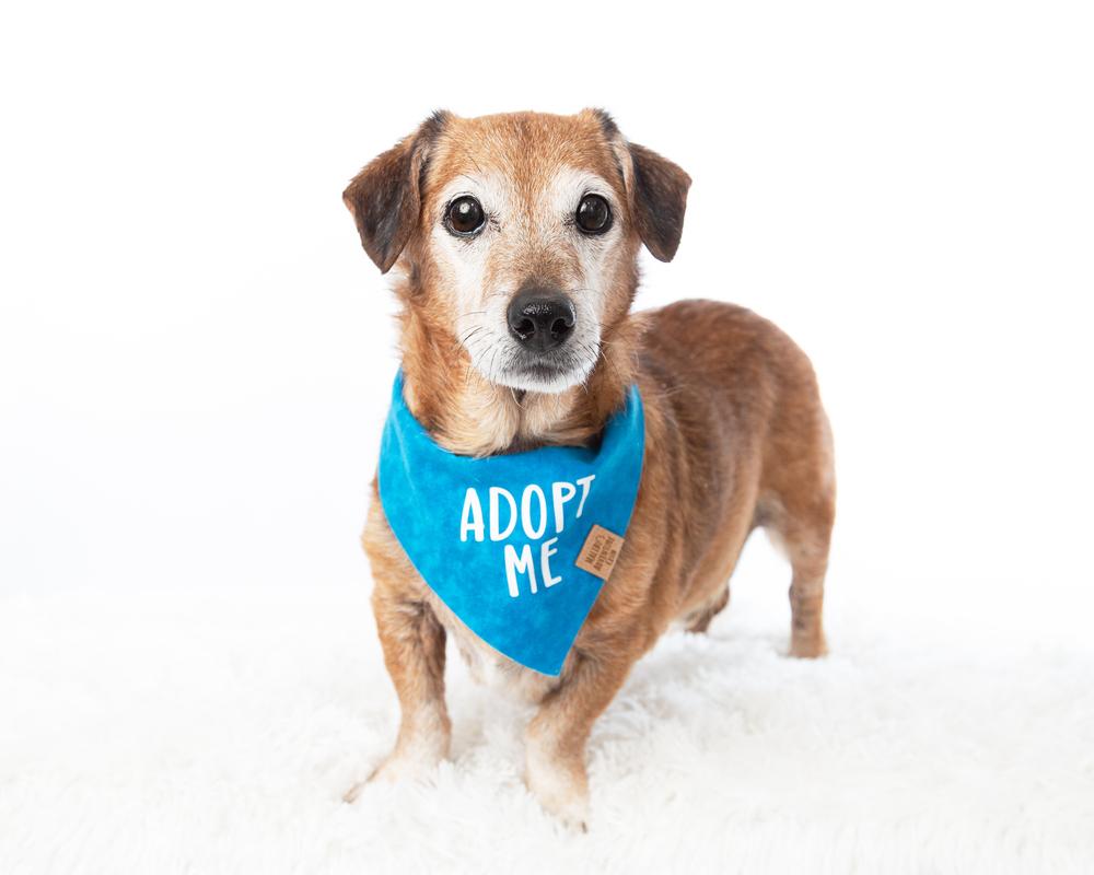 Rocket, a Adoptable mixed breed in Frisco, TX image 4/6