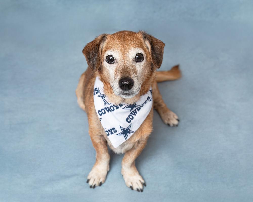 Rocket, a Adoptable mixed breed in Frisco, TX image 5/6