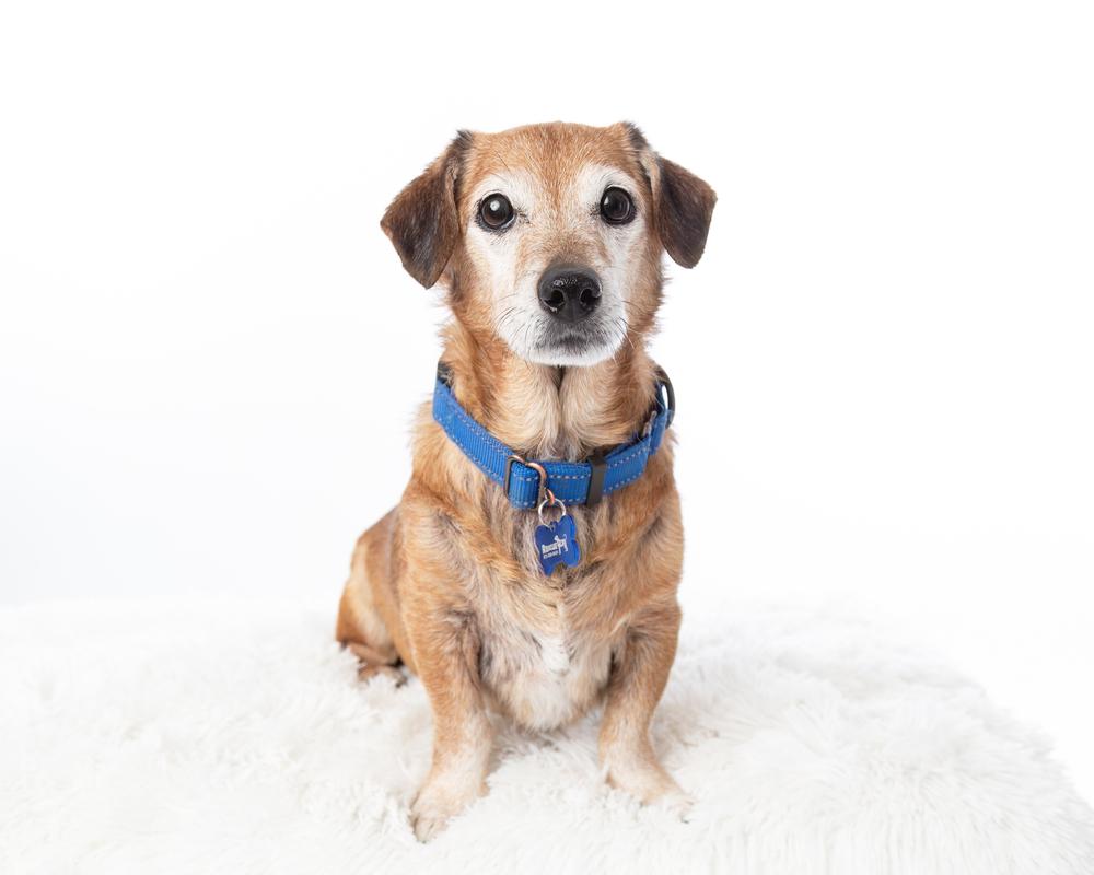 Rocket, a Adoptable mixed breed in Frisco, TX image 6/6