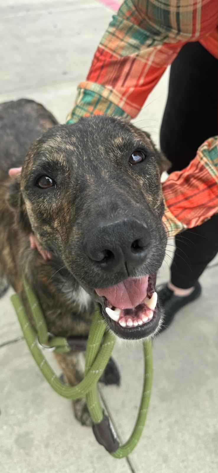 Enlarge Blaze, a ADOPTABLE mixed breed in Livingston, TX image 3/4