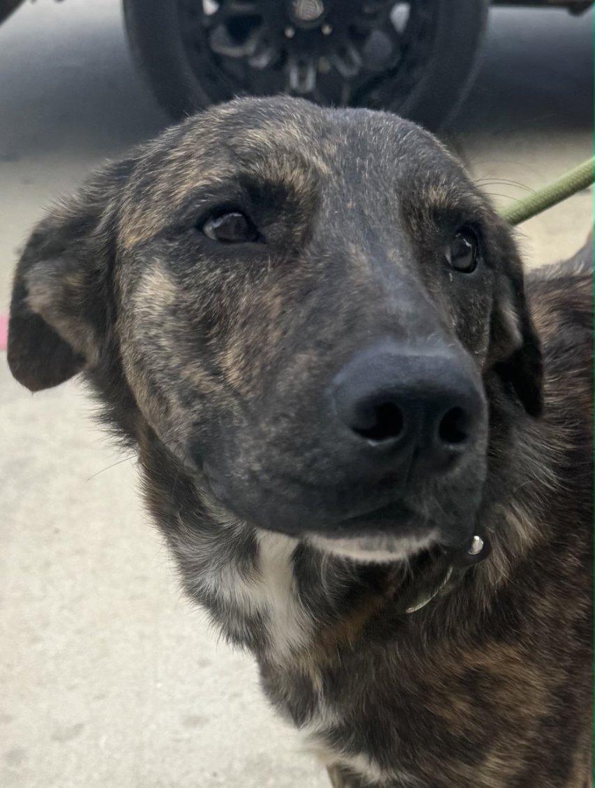 Blaze, ADOPTABLE, Adult Male Black Labrador Retriever.