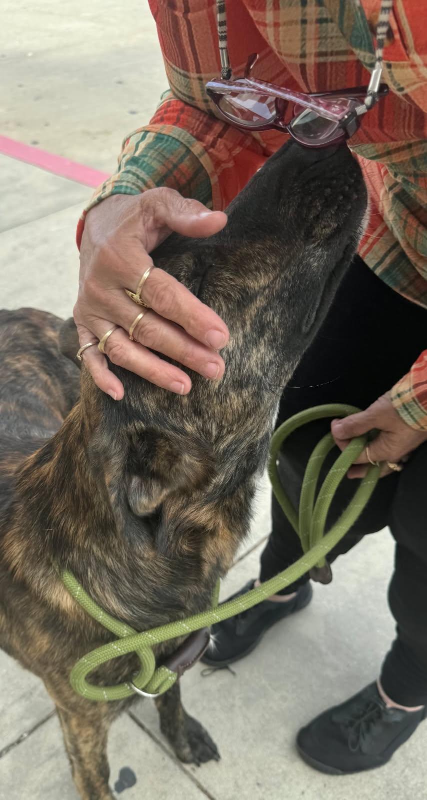 Enlarge Blaze, a ADOPTABLE mixed breed in Livingston, TX image 4/4