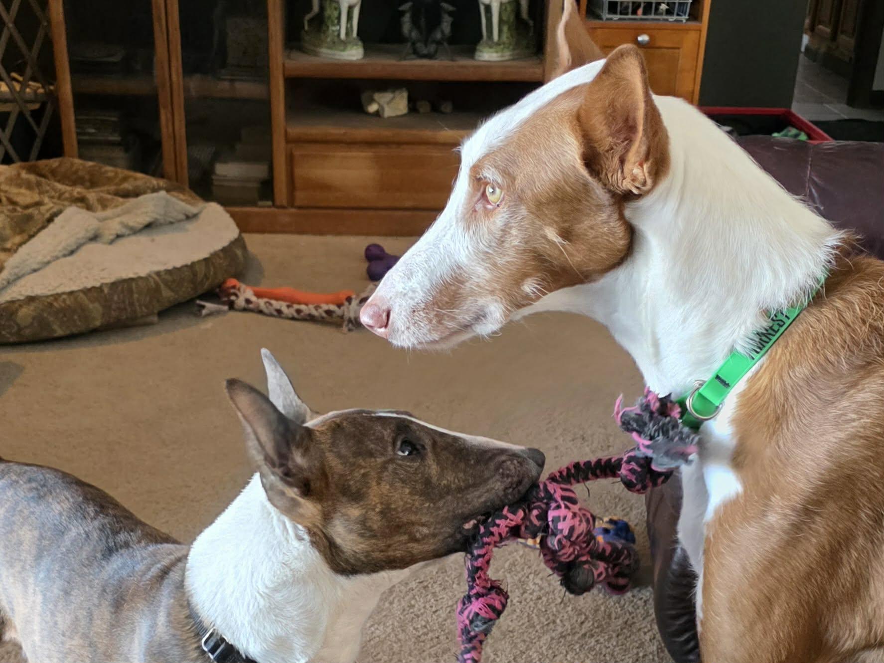 26-008 Flex, Adoptable, Adult Male Bull Terrier.