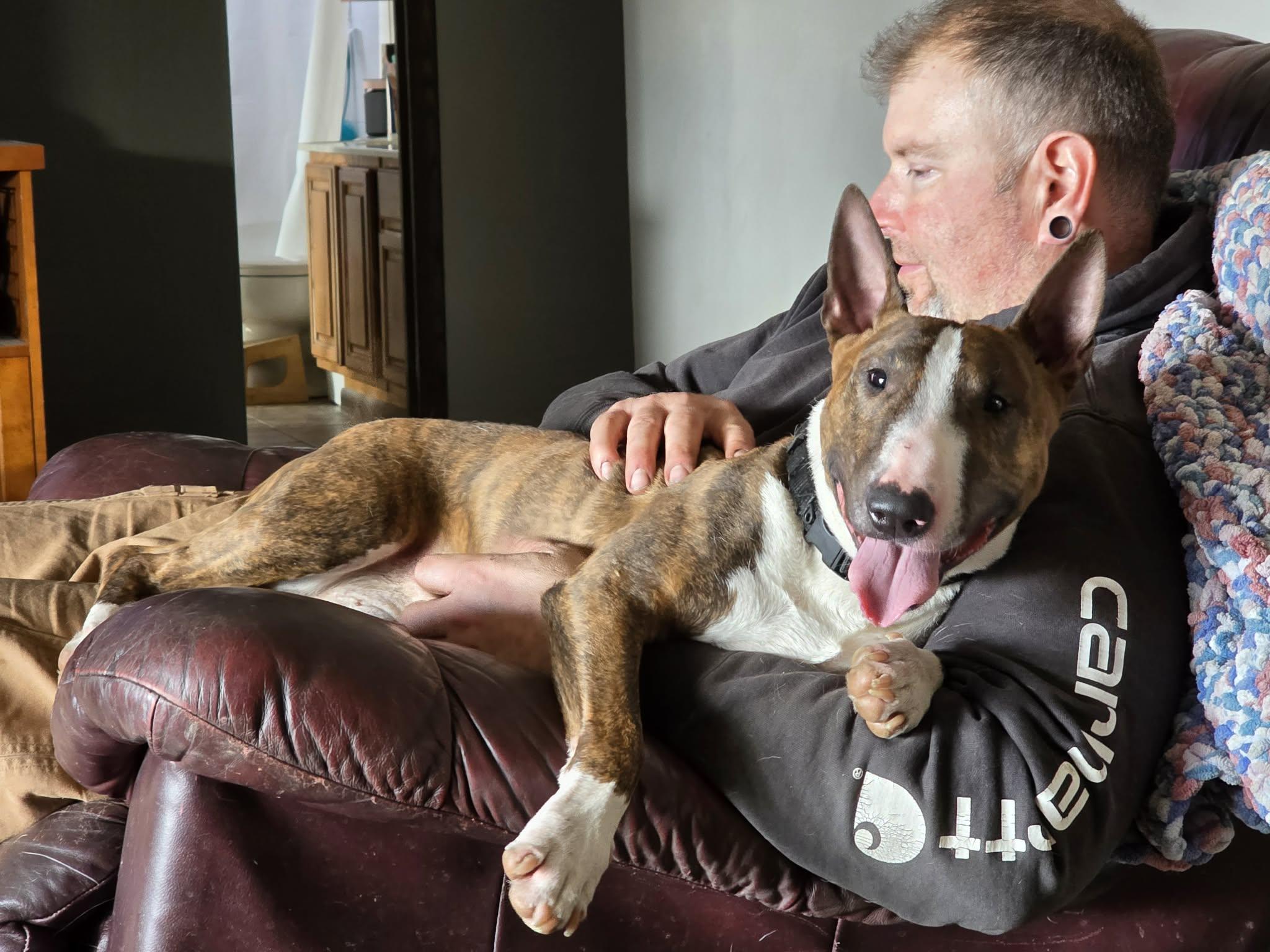 Enlarge 26-008 Flex, a Adoptable Bull Terrier in Kimberly, WI image 2/6