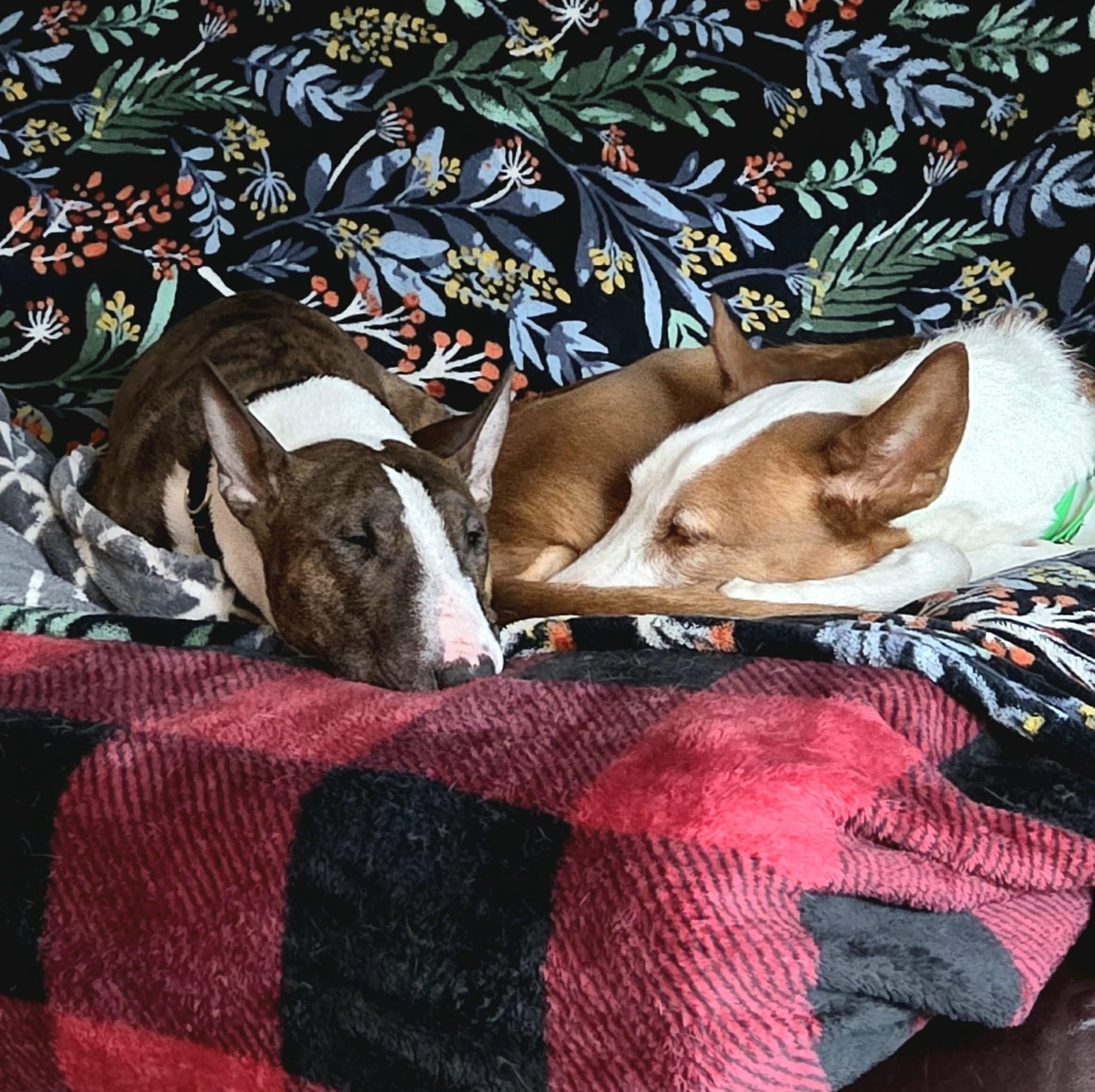 Enlarge 26-008 Flex, a Adoptable Bull Terrier in Kimberly, WI image 3/6