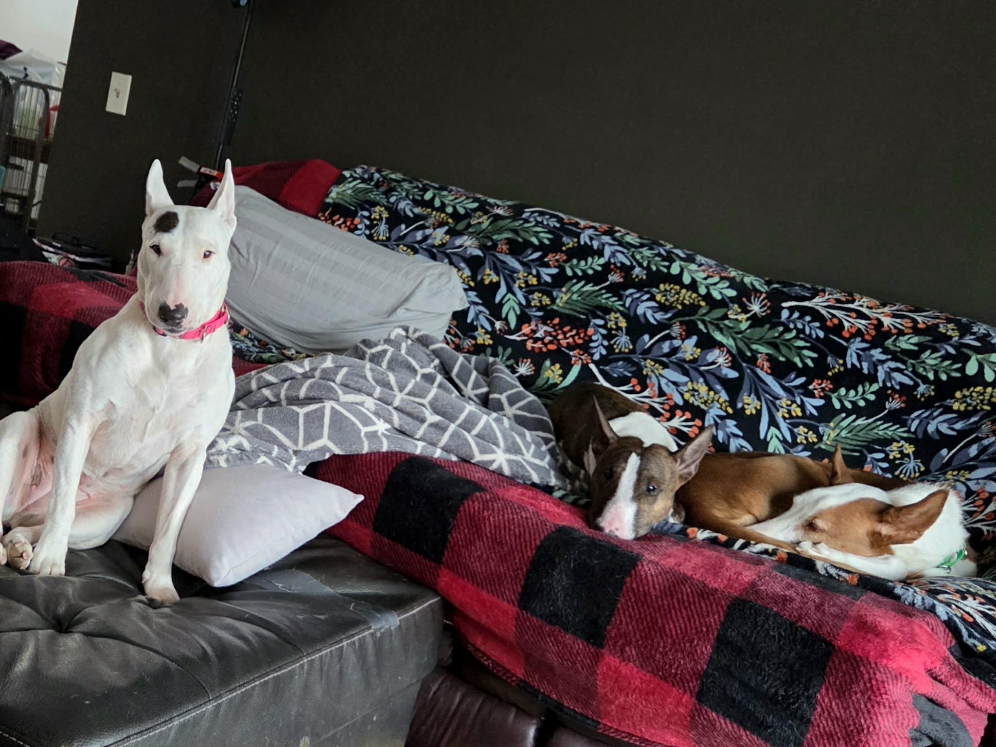 Enlarge 26-008 Flex, a Adoptable Bull Terrier in Kimberly, WI image 4/6