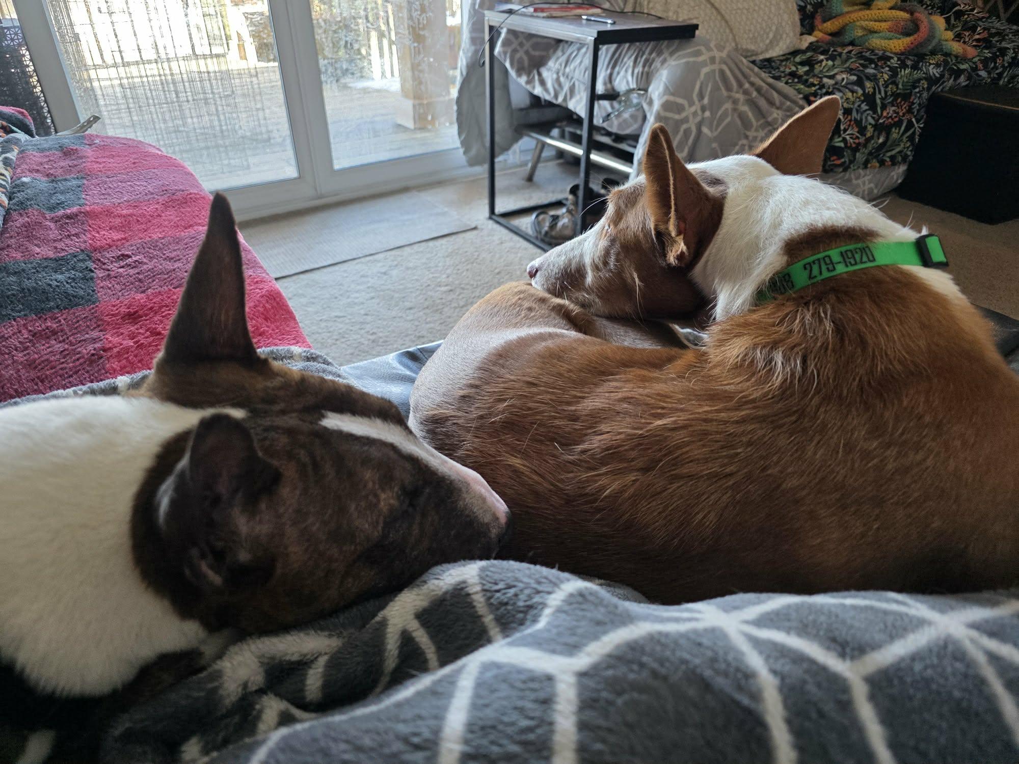 Enlarge 26-008 Flex, a Adoptable Bull Terrier in Kimberly, WI image 5/6