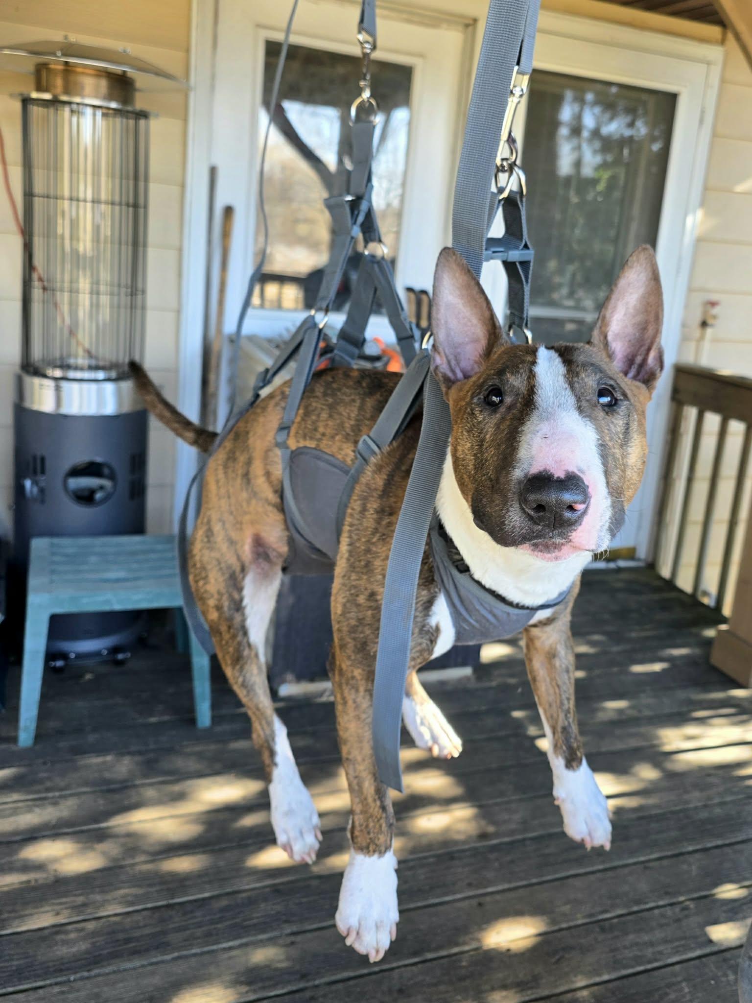 Enlarge 26-008 Flex, a Adoptable Bull Terrier in Kimberly, WI image 6/6
