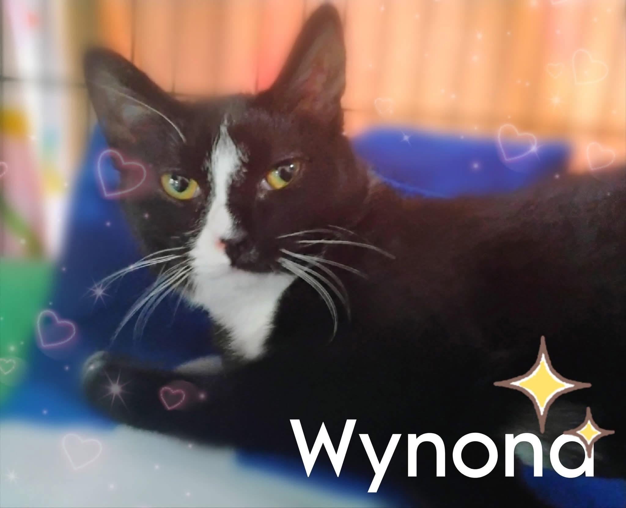 Enlarge Wynona, a Adoptable Domestic Short Hair in Saginaw, MI image 2/2