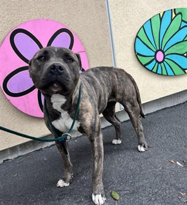 SONIA, Adoptable, Adult Female Pit Bull Terrier.