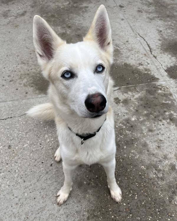 Jasper, Adoptable, Adult Male Siberian Husky & German Shepherd Dog.