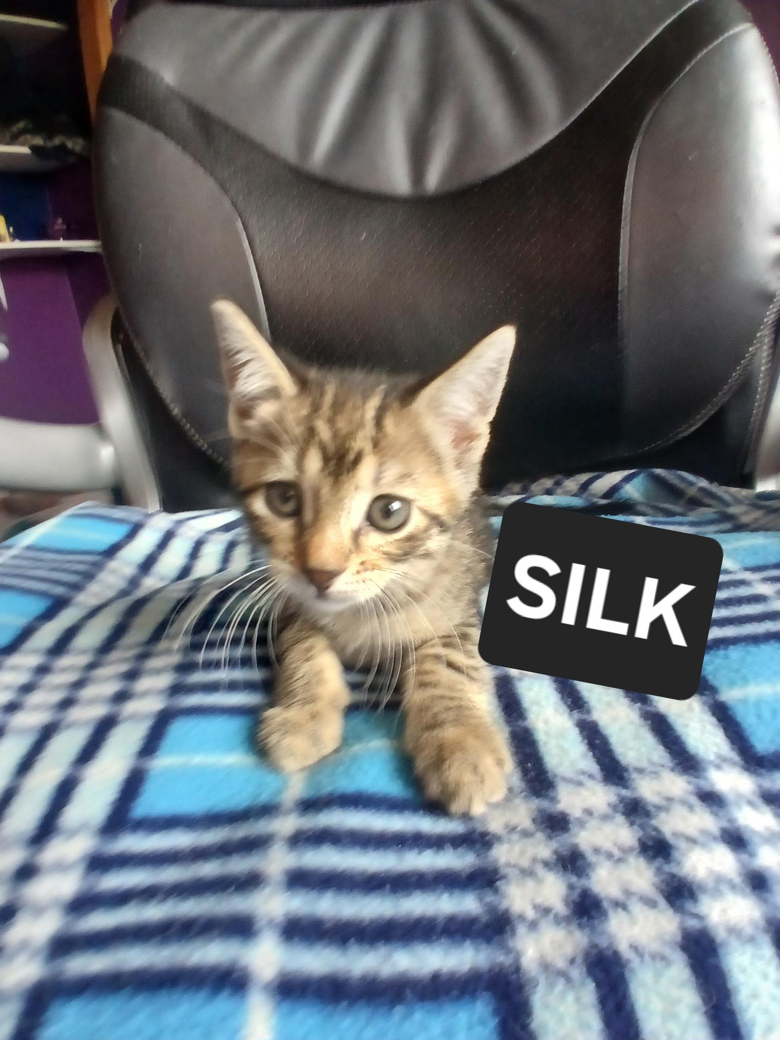 Silk
