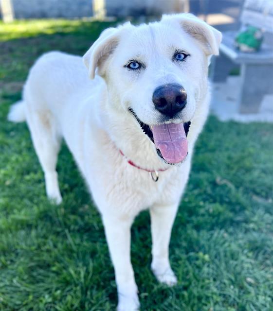 SCOUT, Adoptable, Adult Female Maremma Sheepdog & Husky.