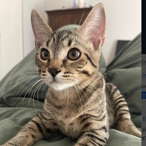 Chewy, Adoptable, Kitten Male Domestic Short Hair.