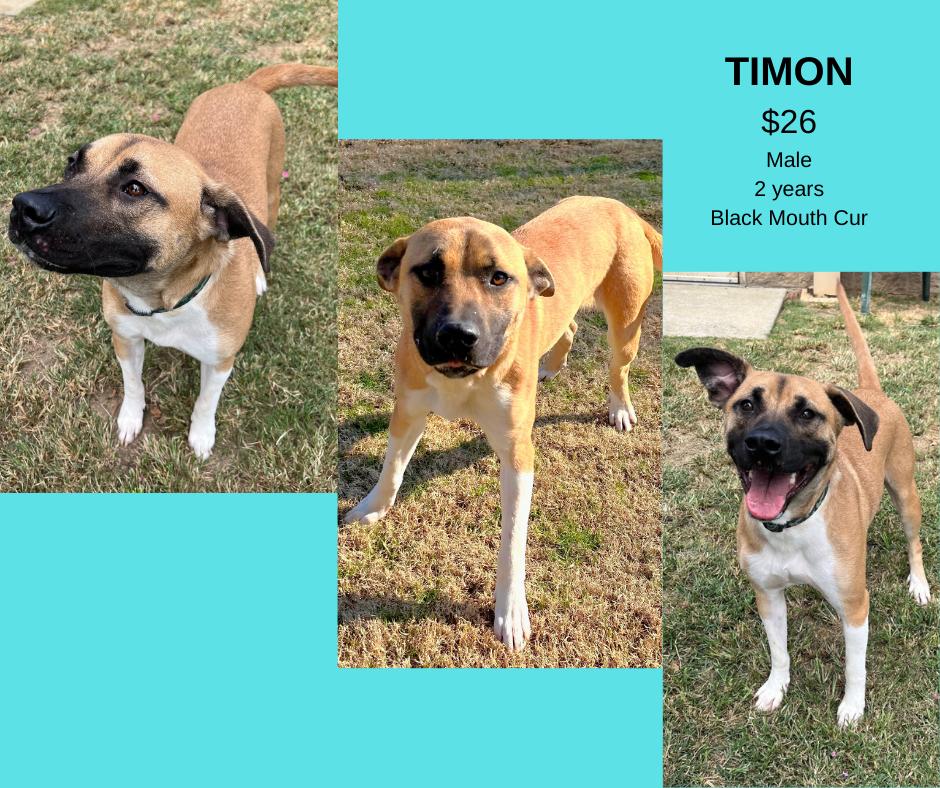 Enlarge Timon, a Adoptable mixed breed in Decatur, AL image 1/1