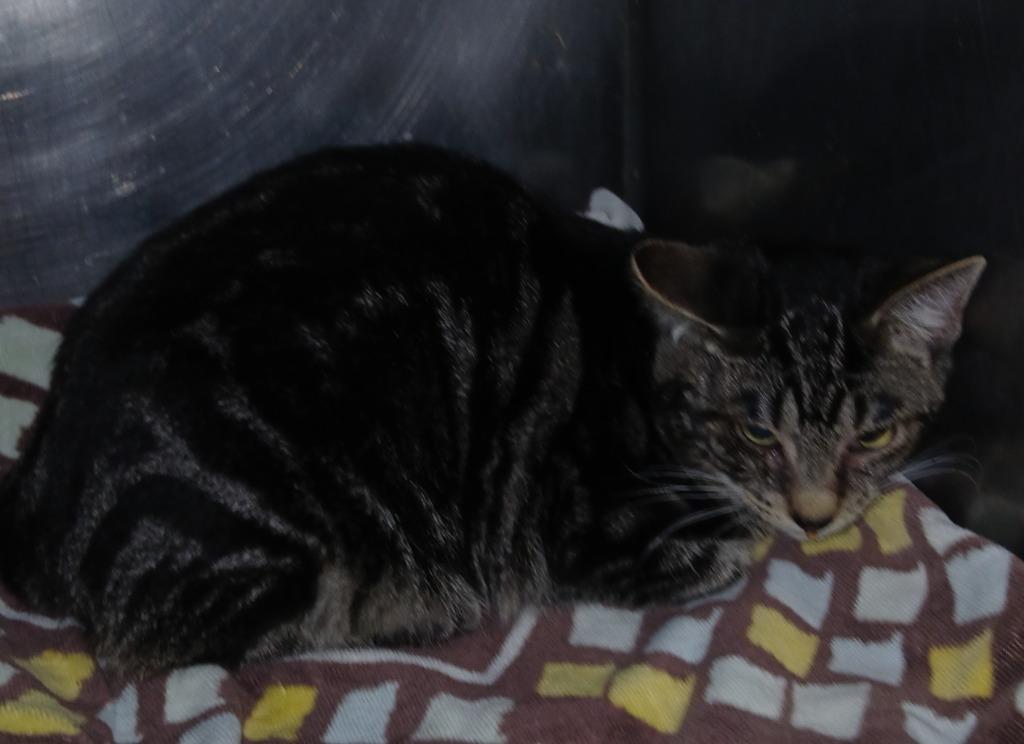 Mr Kitty, Adoptable, Young Male Domestic Short Hair.