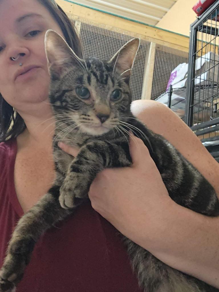 Mr Kitty, a Adoptable mixed breed in Olney, IL image 2/2