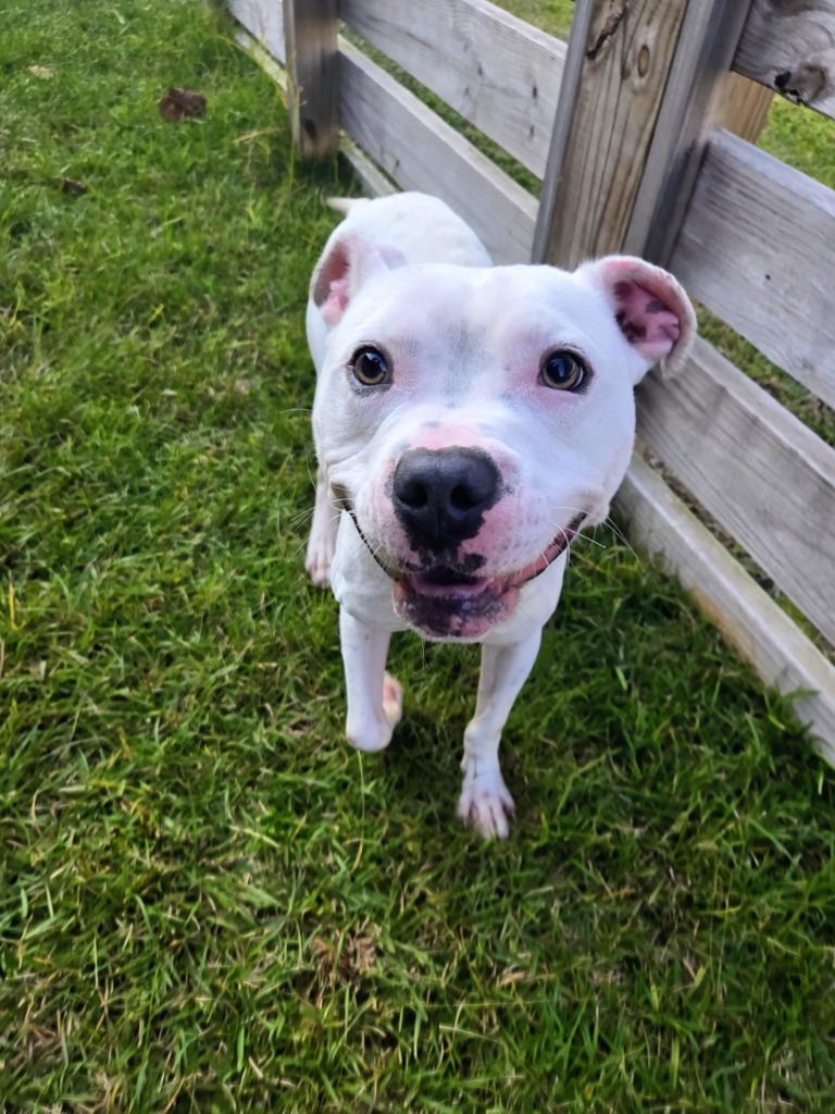 Champion, Adoptable, Adult Male Mixed Breed.