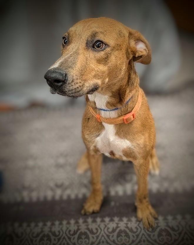 Trudy, Adoptable, Young Female Mixed Breed.