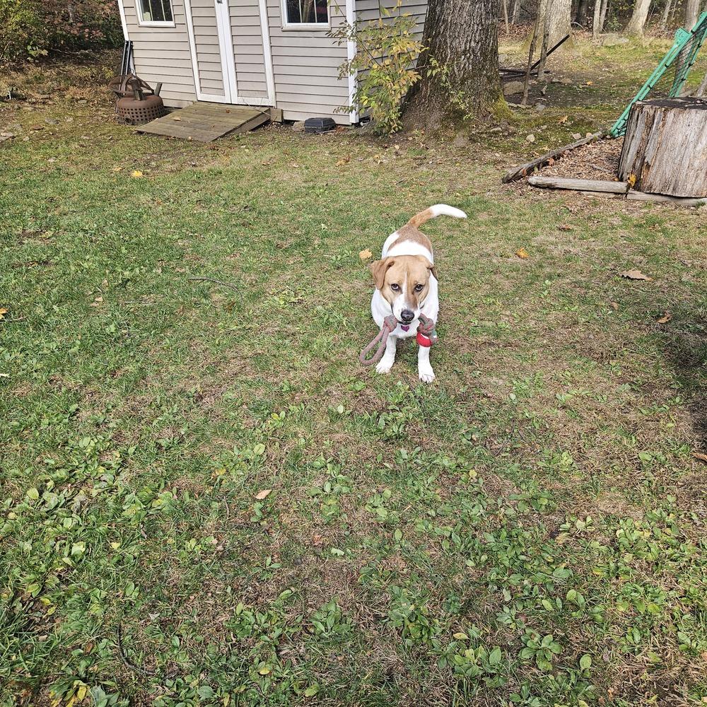 COURTESY POST - Neptune, Adoptable, Adult Female Beagle & Hound.