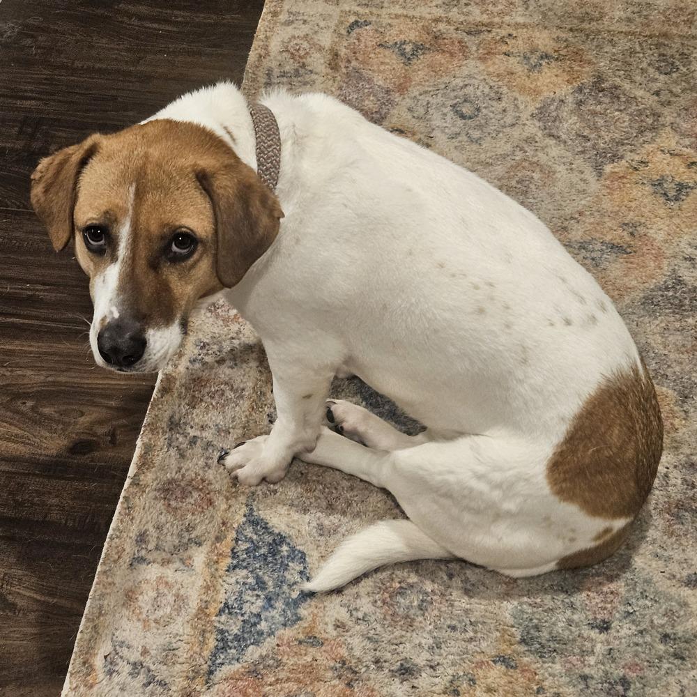 Enlarge COURTESY POST - Neptune, a Adoptable mixed breed in Waterbury, CT image 3/5