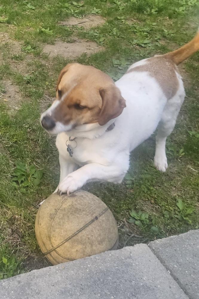 Enlarge COURTESY POST - Neptune, a Adoptable mixed breed in Waterbury, CT image 4/5