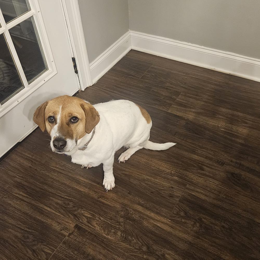 Enlarge COURTESY POST - Neptune, a Adoptable mixed breed in Waterbury, CT image 5/5