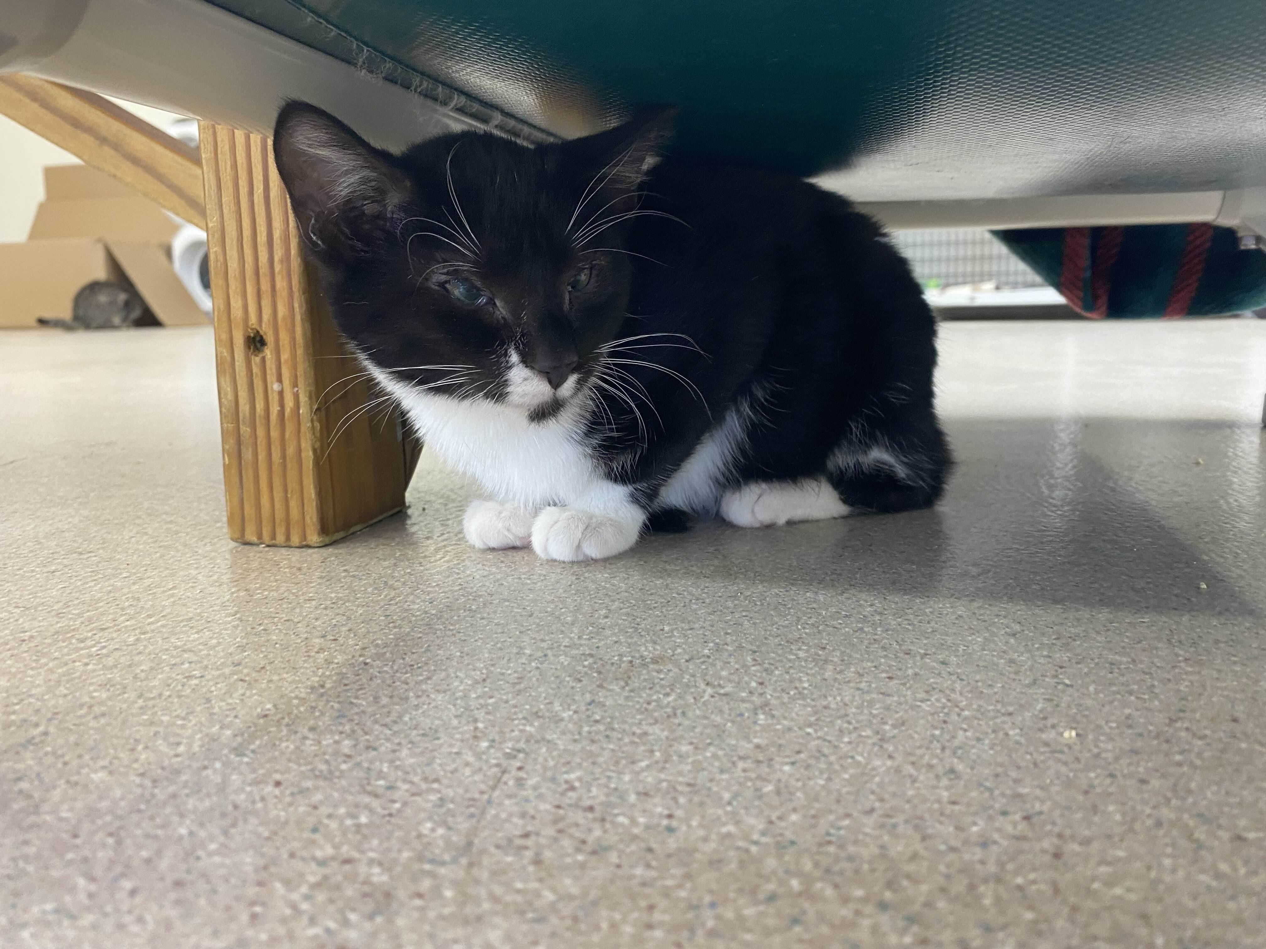 Virgo - Private Investigator