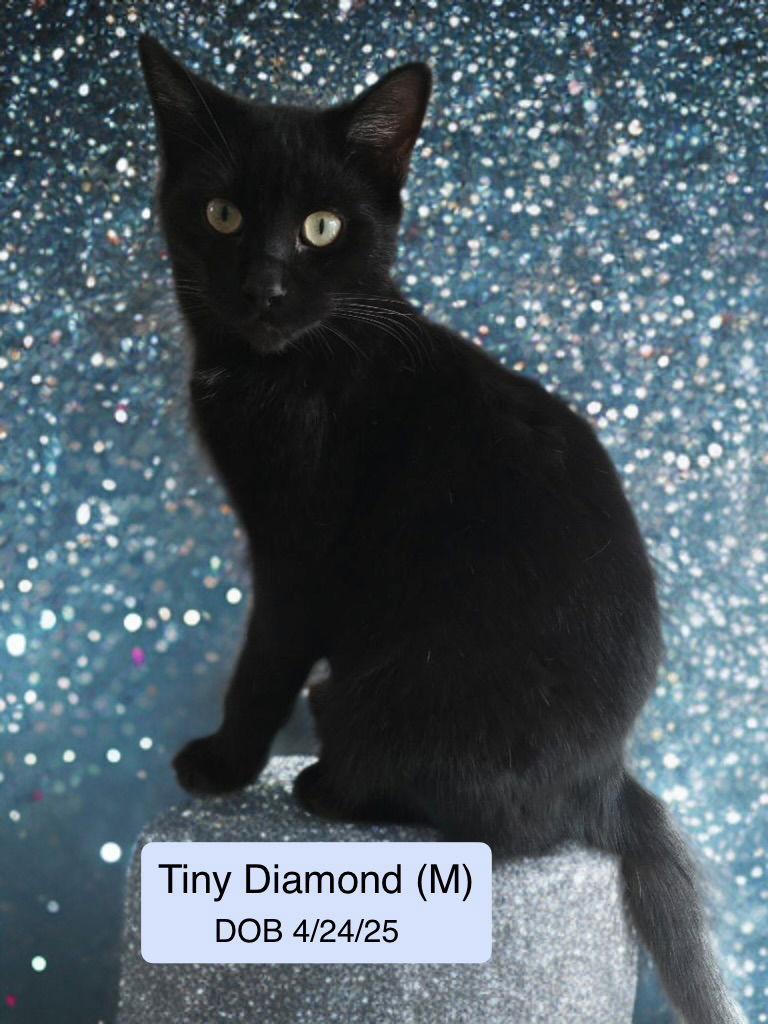 Tiny Diamond (bonded with Clay), Adoptable, Young Male Domestic Short Hair.