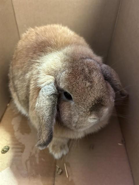 Enlarge Cappy A216808, an adopted Holland Lop in Plano, TX image 1/1