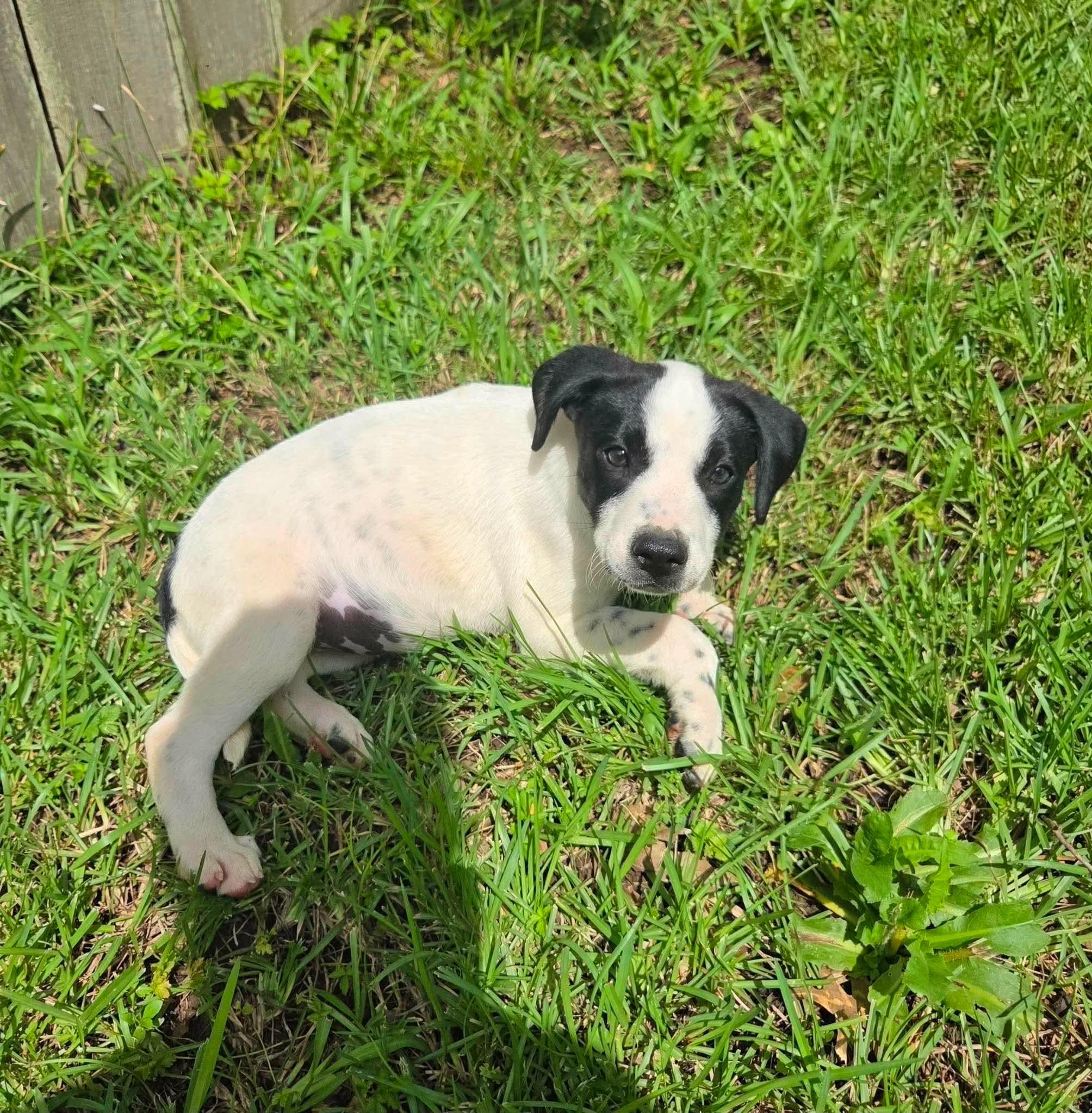 Enlarge Cleo, a Adoptable mixed breed in Bristol, RI image 3/4