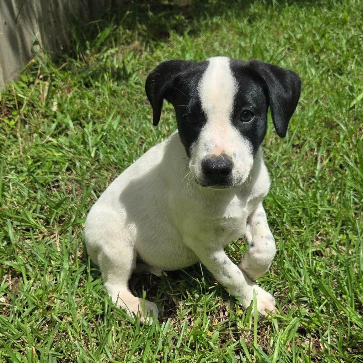Cleo, Adoptable, Puppy Female American Bully.