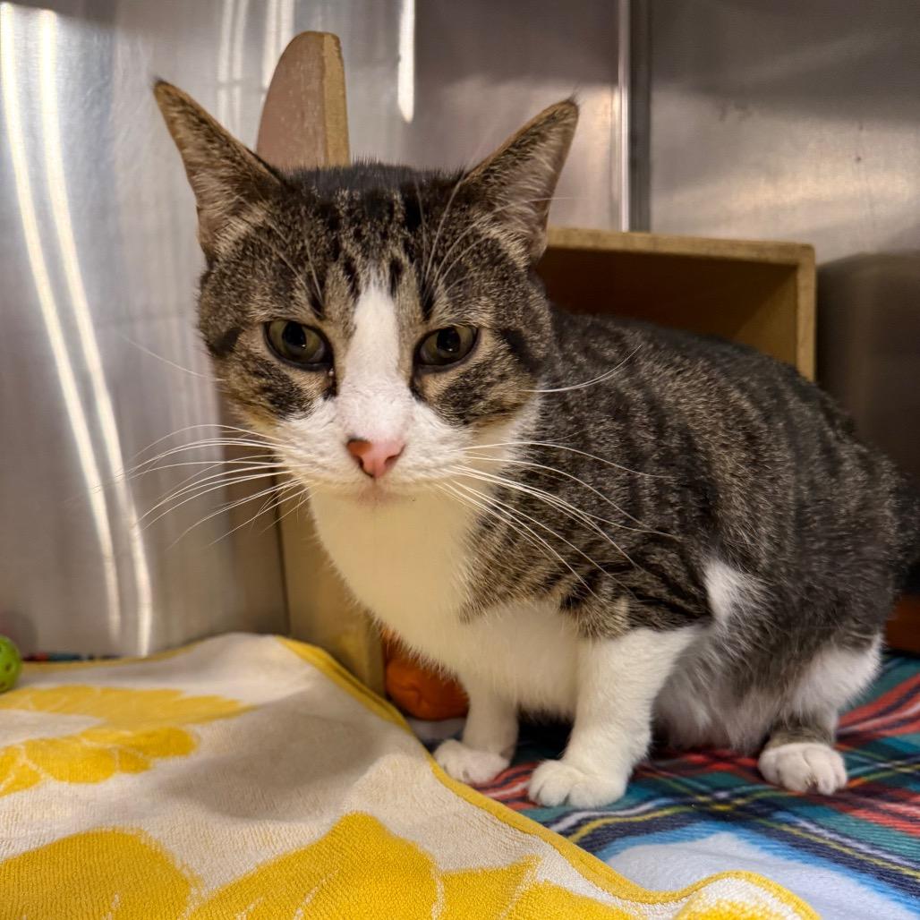 Mr Cat, Adoptable, Adult Male Domestic Short Hair.