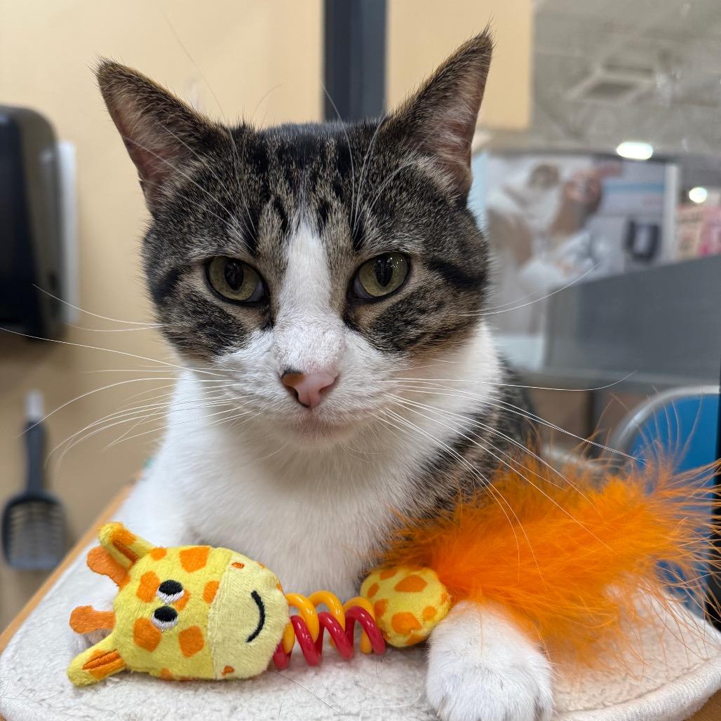 Mr Cat, Adoptable, Adult Male Domestic Short Hair.